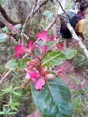 Alberteae