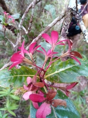 Alberteae