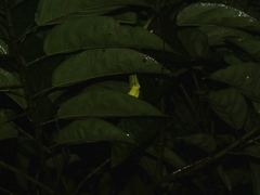 Bronchocela jubata