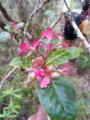 Alberteae