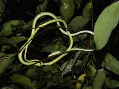 Ahaetulla prasina