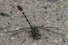 Erpetogomphus lampropeltis