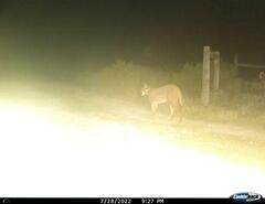 Caracal caracal