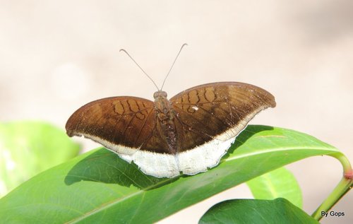 Photo of Grey Count (Tanaecia lepidea)