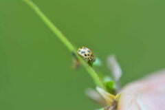 Tytthaspis sedecimpunctata