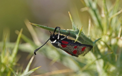 Zygaena corsica