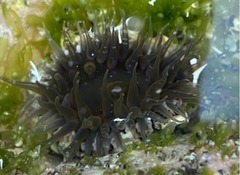 Anthopleura dowii