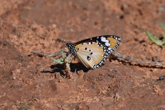 Danaus petilia