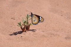 Danaus petilia