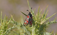 Zygaena corsica