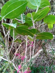 Medinilla