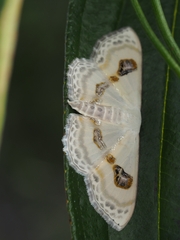 Problepsis vulgaris