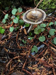 Amanita pachycolea