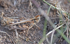 Dociostaurus maroccanus