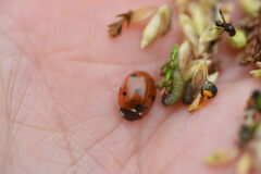 Coccinella septempunctata