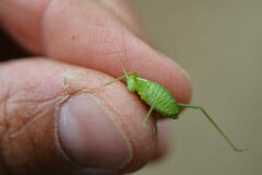 Leptophyes punctatissima