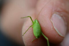 Leptophyes punctatissima