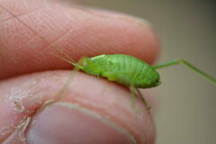 Leptophyes punctatissima