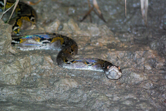 Malayopython reticulatus