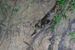 Malayopython reticulatus