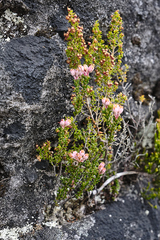 Erica brevifolia