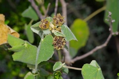 Allowissadula lozanoi