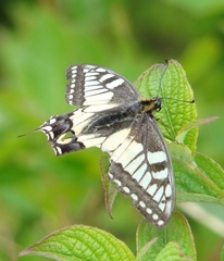 Papilio machaon hippocrates