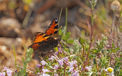 Aglais ichnusa