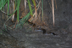 Malayopython reticulatus