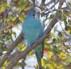 Melopsittacus undulatus domesticus