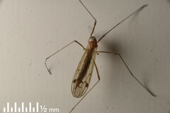 Dicranomyia