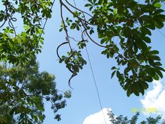 Godmania aesculifolia