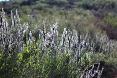 Mirandea grisea