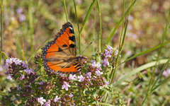 Aglais ichnusa