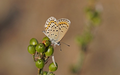 Plebejus bellieri