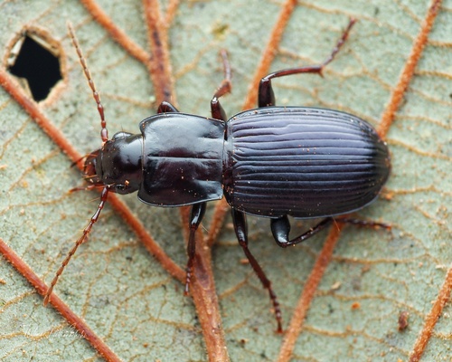 Pterostichus amethystinus
