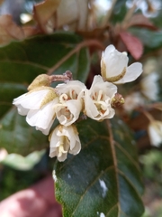 Dombeya lucida