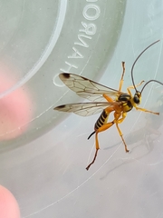 Echthromorpha agrestoria