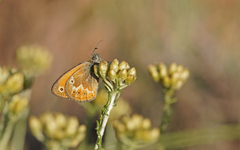 Coenonympha corinna