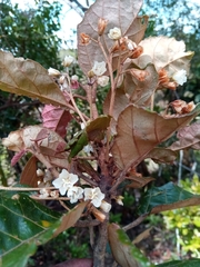 Dombeya lucida