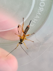 Echthromorpha agrestoria