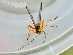 Echthromorpha agrestoria
