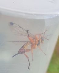 Echthromorpha agrestoria