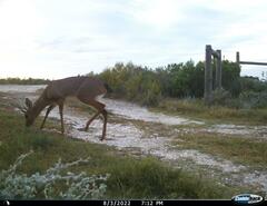 Raphicerus campestris