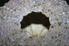Heliocidaris