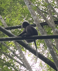 Trachypithecus obscurus