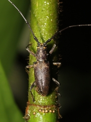 Epepeotes luscus