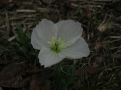Oenothera tetraptera