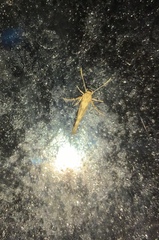 Stathmopoda