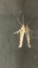 Stathmopoda